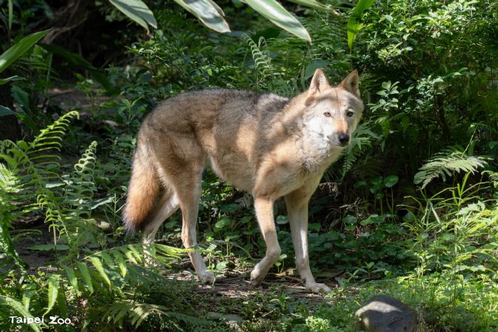 陪伴十五載的溫柔身影道別了！臺北市立動物園灰狼「蘿拉」安詳離世